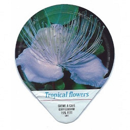480 B - Tropcal Flowers