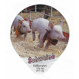 883 B - Schweine