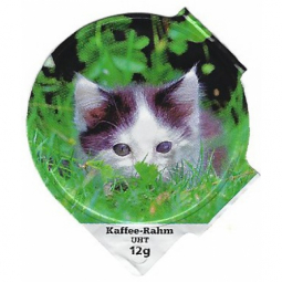 6.312 B - Katzen