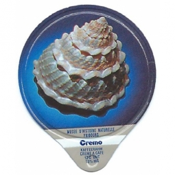 333 C -  Muscheln