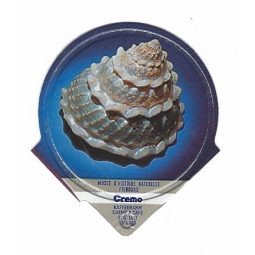 333 D - Muscheln