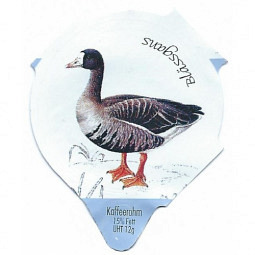 7.281  Wasservögel /R