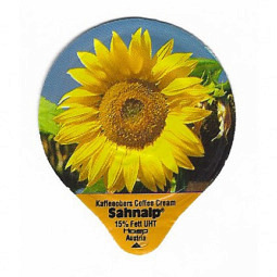 A-32 A - Sonnenblumen